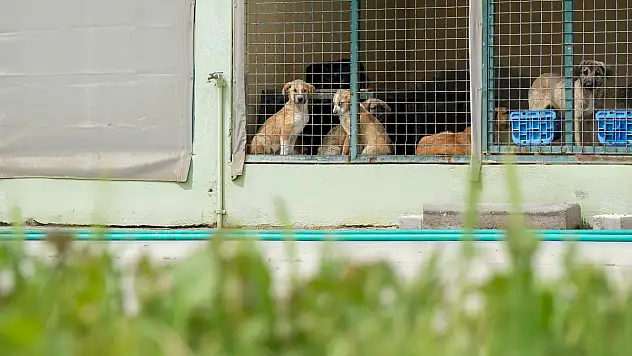 Menemen'de can dostlara kesintisiz hizmet: Tedavi sayısı 50 bini geçti