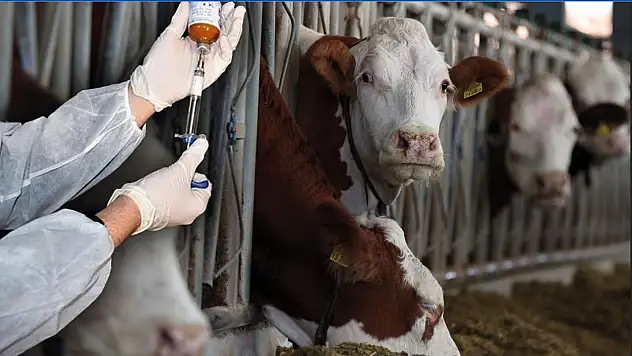 Milas'ta şap salgını önlemleri kapsamında hareket kısıtlaması uygulanıyor