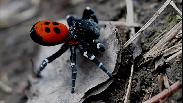 Ödemiş Bozdağ'da nadir Uğur Böceği Örümceği görüldü