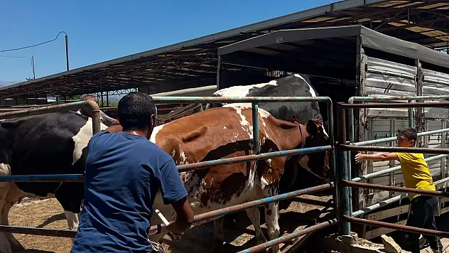 Ödemiş'te Yangın Sonrası Tahliye Edilen Hayvanlar Yuvalarına Geri Döndü