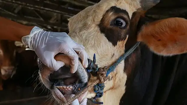 Ödemiş, Tire ve çevresinde hayvan üreticileri tedirgin