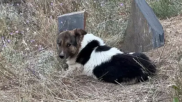 Sahibinin ardından mezarı bırakmayan sadık dost
