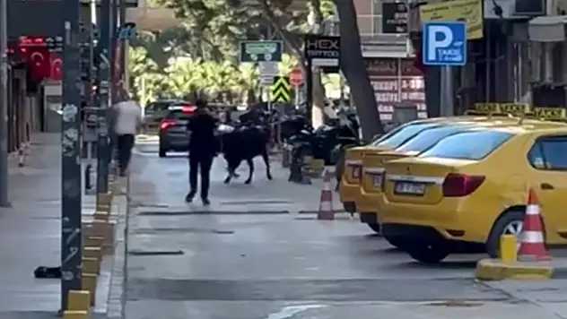 Sahibinin elinden kaçan dana korku dolu anlar yaşattı