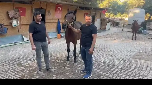 Sahipsiz binek hayvanları yeni yuvalarına kavuşuyor