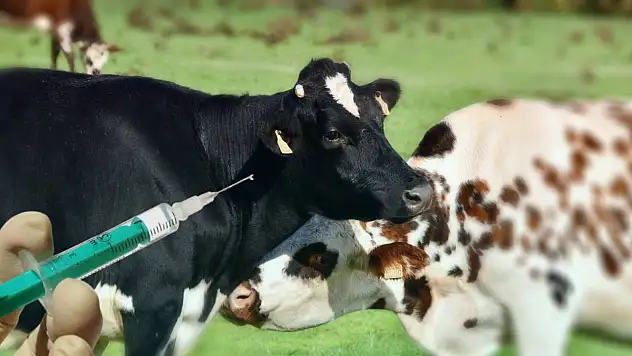 Şap Hastalığına Karşı Türkiye Genelinde Seferberlik