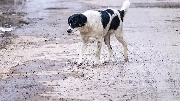 Selçuk'ta tüfekle vurulan köpek yaşamını yitirdi