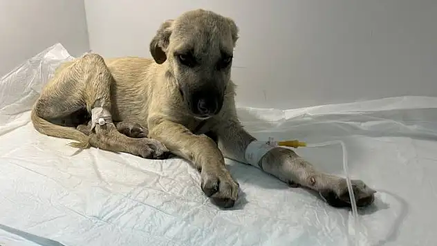 Şiddet Mağduru 'Mucize' hayata tutundu: Sahiplenilmek için gün sayıyor