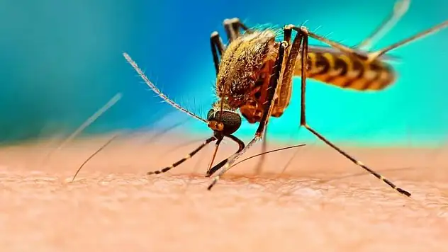 Sivrisinekler neden hep aynı kişiyi ısırıyor?