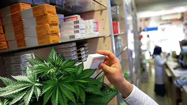 Tıbbi kenevir artık eczanelerde satılabilecek