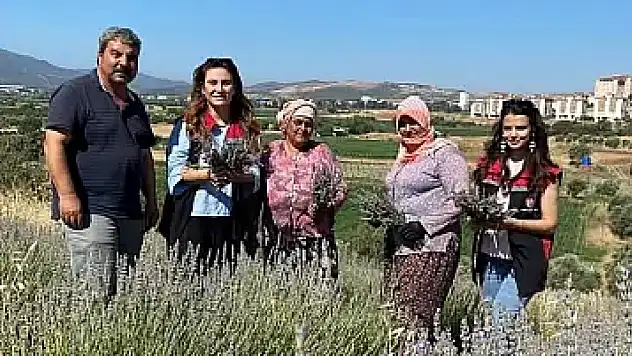 Tire'de Lavanta Hasadı Başladı: TOKİ Mahallesi'nde organik üretim dikkat çekiyor
