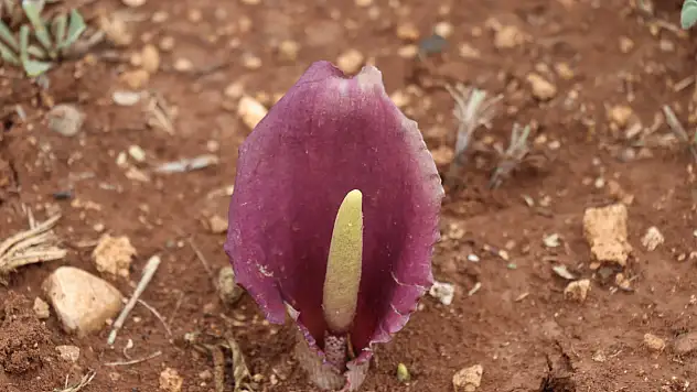 Türkiye'nin yeni endemiği 'Karaman Yılanpancarı' bilim dünyasına tanıtıldı