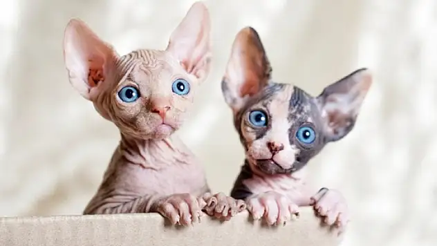 Tüysüz Zarafetin Temsilcisi