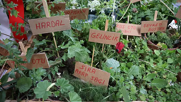 Urla'da Mart Dokuzu Ot Bayramı yapıldı: Baharın gelişi kutlandı