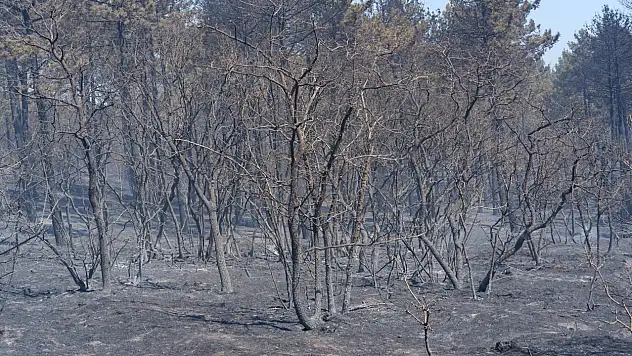 Yanan ormanın görüntüsü yürekleri dağladı