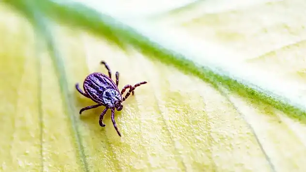 Yaz aylarında kene vakaları