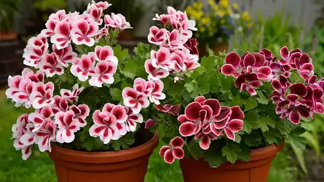 Yaz çiçekleri bahçeleri ve parkları şenlendiriyor