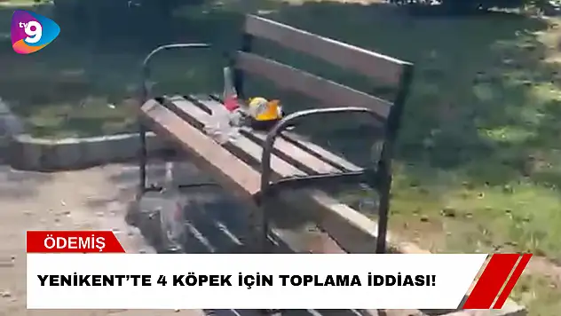 Yenikent'te 4 Köpek İçin Toplama İddiası!