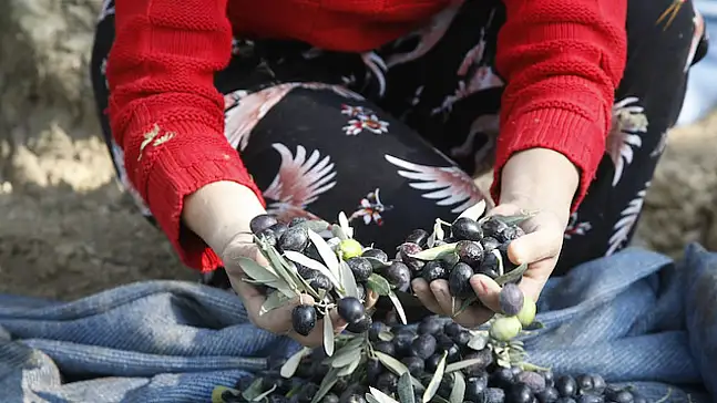 Bornova'da zeytin mitolojisi ve tadım eğitimi yoğun ilgi gördü