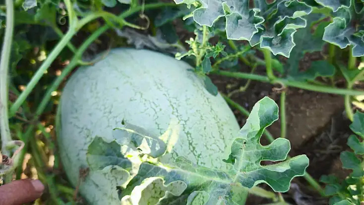 Efes tarlası yaşam köyünde üretilen yerel tohumlar Anadolu’nun dört bir yanında filizleniyor