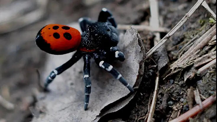 Ödemiş Bozdağ’da nadir Uğur Böceği Örümceği görüldü