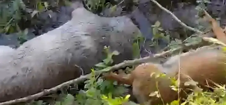 Belevi'de feci olay: 15 hayvan zehirlenerek öldürüldü!