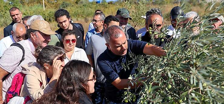Buca'da zeytin üreticilerine sertifikalı budama eğitimi