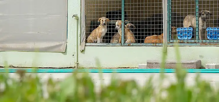 Menemen'de can dostlara kesintisiz hizmet: Tedavi sayısı 50 bini geçti