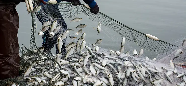 Su ürünleri ihracatında sıçrama