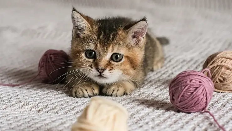 10 maddede kedilerle yaşamak nasıl?