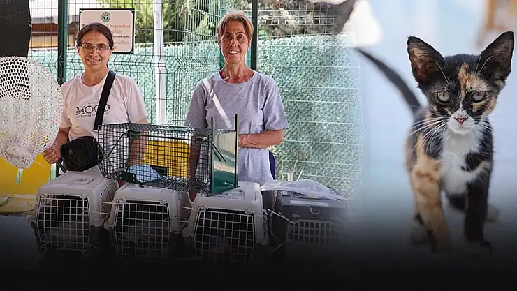 212 sahipsiz hayvan sıcak yuvaya kavuştu