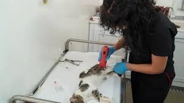 7 bin sokak kedisine mobil kısırlaştırma desteği