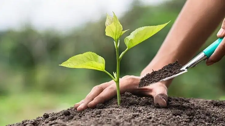 81 İlde yeşil seferberlik