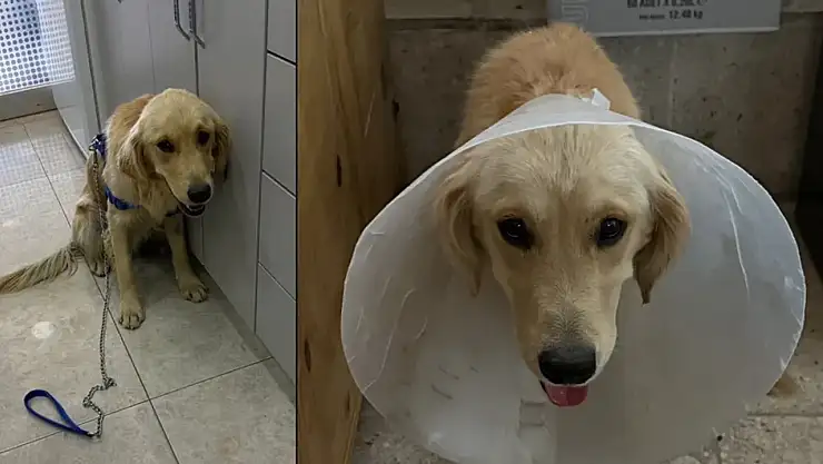 Barınağa Alınan Ares Hayatını Kaybetti