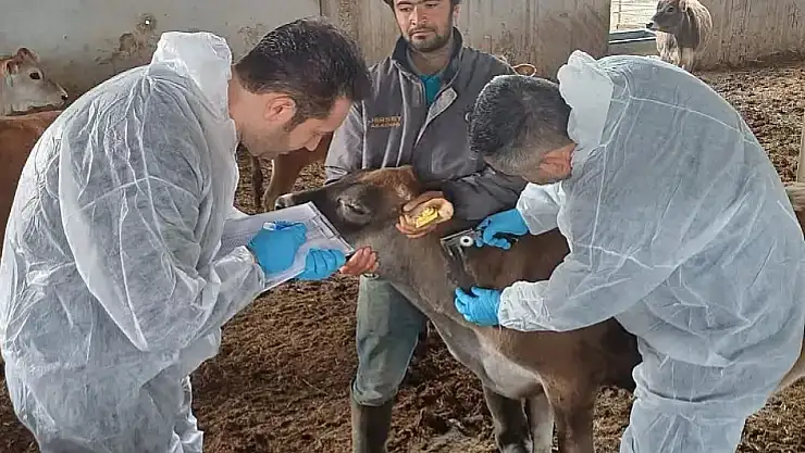 Bayındır'da hastalıktan ari işletmede tüberkülin uygulaması yapıldı