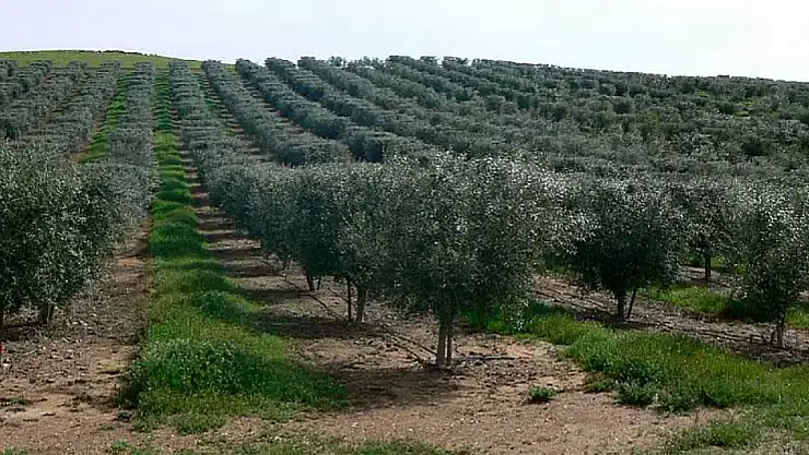 Bayındır'da milyonluk zeytin bahçeleri satışa çıkacak!