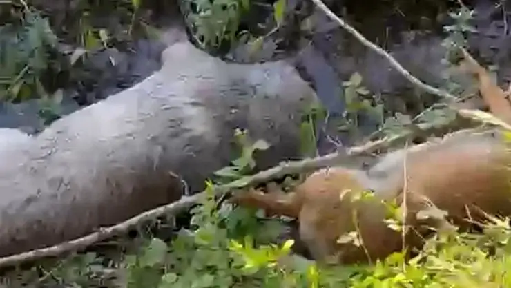 Belevi'de feci olay: 15 hayvan zehirlenerek öldürüldü!