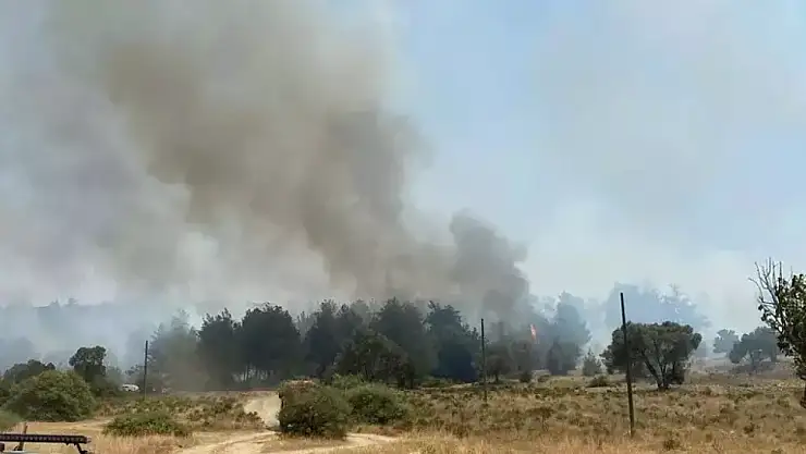 Bornova'da orman yangını