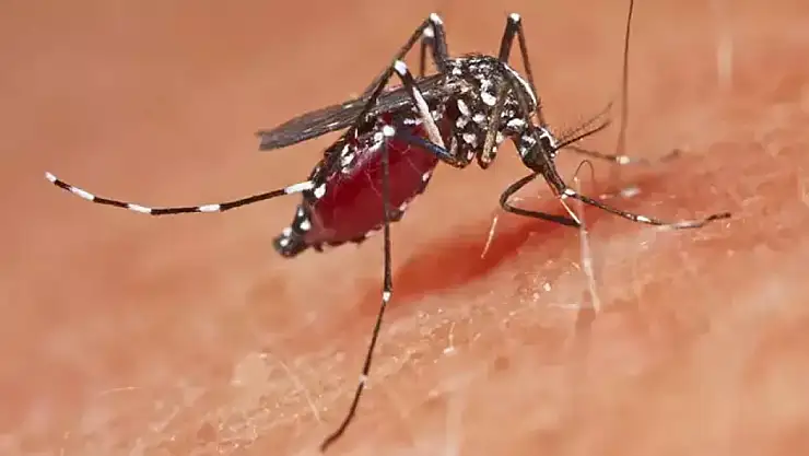 Çin'de Chikungunya vakaları hızla artıyor: Tedavisi yok, bir kere sokması yeter