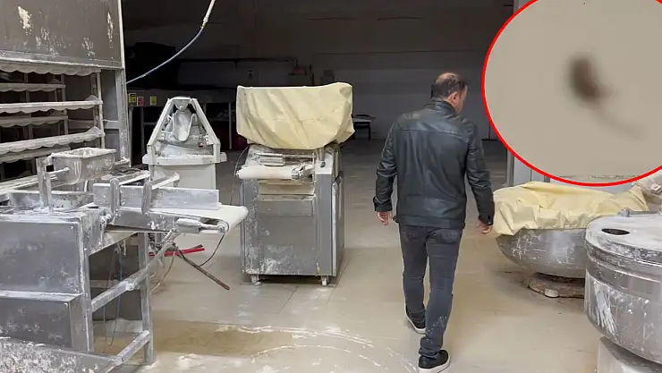 Denizli Halk Ekmek fabrikasında hijyen skandalı: Ölü fareler bulundu, üretim durduruldu