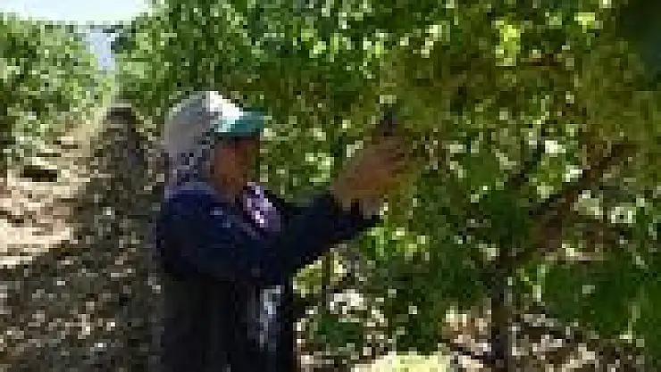 Diyabet dostu üzümün yolculuğu başladı: Ege'den Dünya Sofralarına