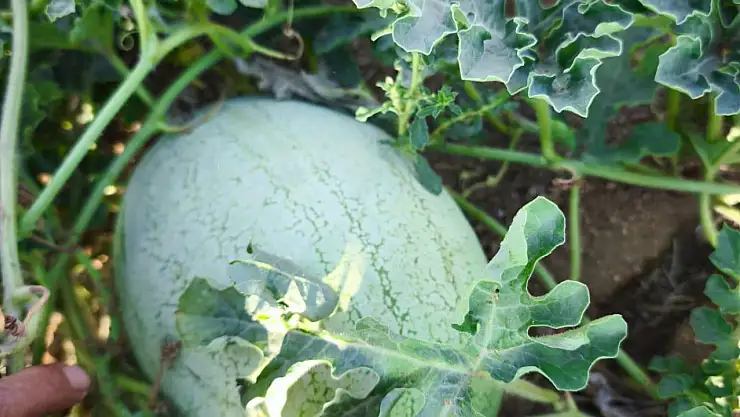 Efes tarlası yaşam köyünde üretilen yerel tohumlar Anadolu'nun dört bir yanında filizleniyor