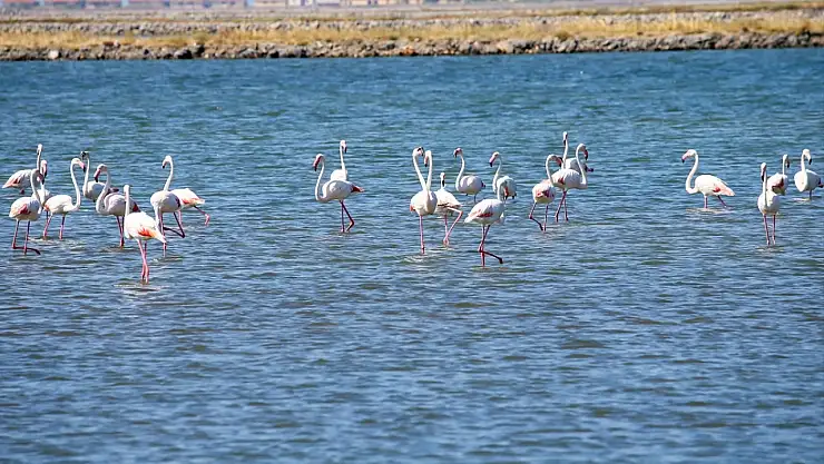 Flamingo yolculuğu yeniden başlıyor