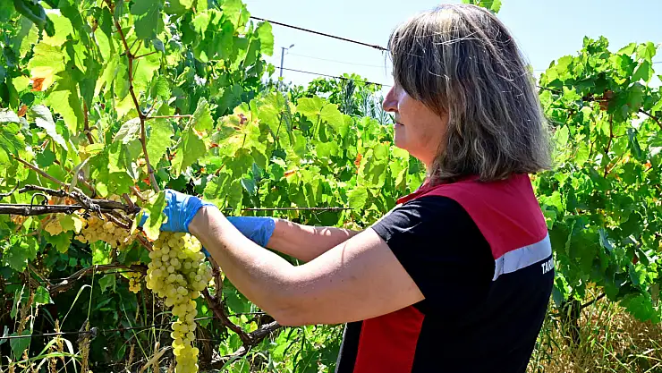 Hasat öncesi pestisit denetimleri başladı: Sağlıklı üretim için numuneler alınıyor