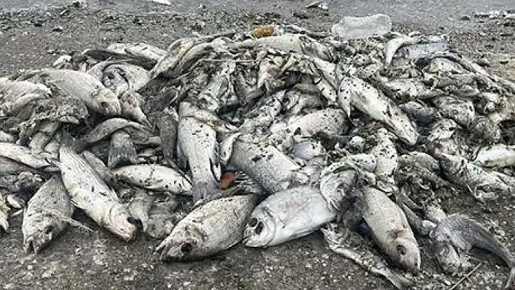 İzmir Körfezi'nde ekolojik tehlike: Balık ölümleri yeniden kapıda