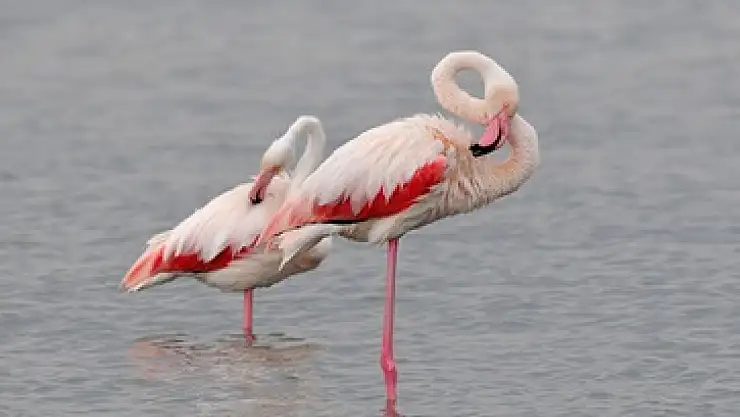 İzmir Kuş Cenneti'nde 13 Bin Flamingo Yavrusu Hayata Merhaba Dedi