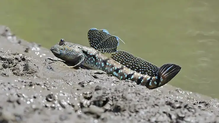 Karada yürüyen balıklar: Japonya'nın çamur zıpzıpları