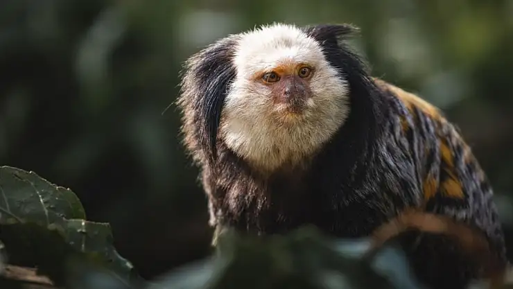 Marmosetler: Minik primatlar, büyük etkiler