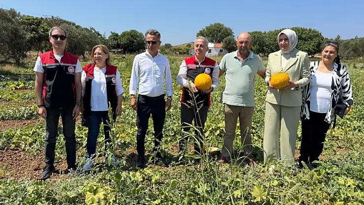 Meşhur Çeşme kavununda hasat zamanı