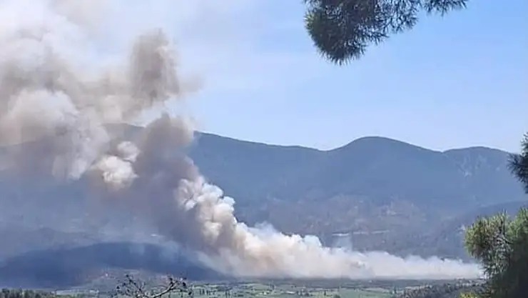 Milas Pınarcık'ta makilik ve zeytinlik alanda yangın paniği