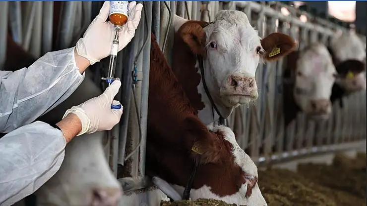 Milas'ta şap salgını önlemleri kapsamında hareket kısıtlaması uygulanıyor